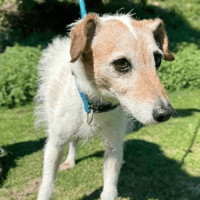 Patch, female dog to adopt