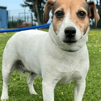 Connie, female dog to adopt
