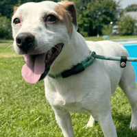 Louie, dog to adopt