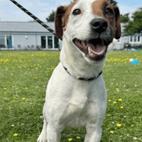 Bonzo, dog to adopt