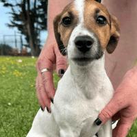 Penny, female dog to adopt
