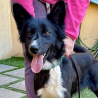 CHERRY (Martina), chienne à adopter