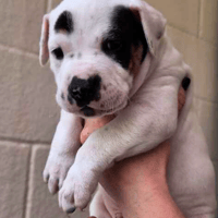 The England Squad 🐾, dog to adopt