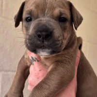 The England Squad 🐾, dog to adopt