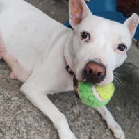 EMMA, chienne à adopter