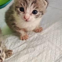 melia, chatte à adopter