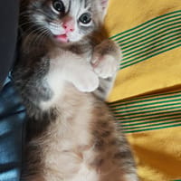 baya, chatte à adopter