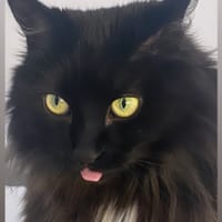 Ayka, chatte à adopter