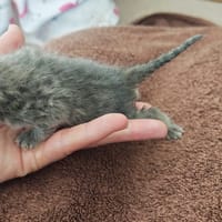 binky, chat à adopter