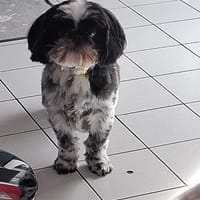vadrouille, chien à adopter