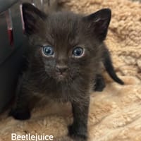 Beetlejuice, chat à adopter