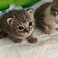 zina, chatte à adopter