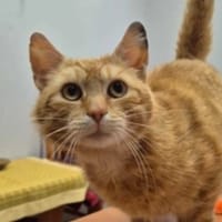 Garfield, kot do adopcji