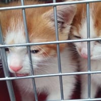 Ruduś, kot do adopcji