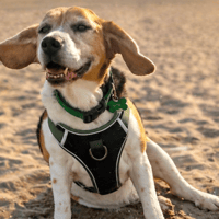Jake, dog to adopt