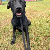 MOON femelle BERGER CRÉOLE, chienne à adopter