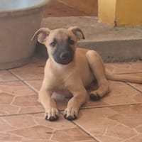 PRALINE  femelle berger créole, chienne à adopter