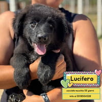 Lucifero, cane da adottare
