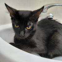 LOUISA CHATONNE NOIR, chat à adopter