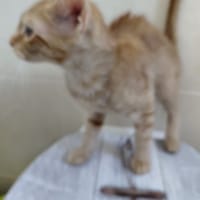 WENDY CHATONNE ROUSSE, chat à adopter