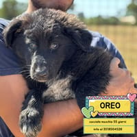 OREO, cane da adottare