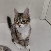 GWEN CHATONE TRICOLORE, chatte à adopter