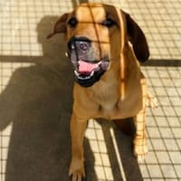 BONUX chien réunion, chien à adopter