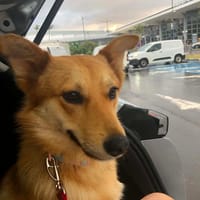 VALTERIE chien réunion, chien à adopter
