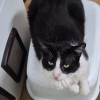 Milo, chat à adopter