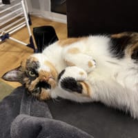 Chanel, chatte à adopter