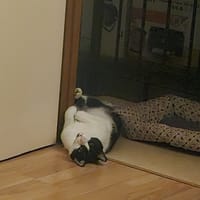 Miel, chat à adopter