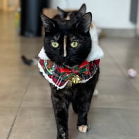 Lola, chat à adopter