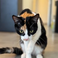Mac, chat à adopter