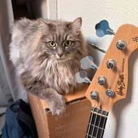 Moquette, chatte à adopter