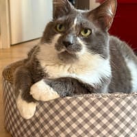 Lilou, chat à adopter