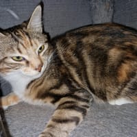 Beauty, chatte à adopter