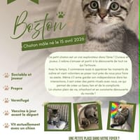 Boston, chat à adopter