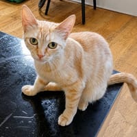 Athena, chatte à adopter