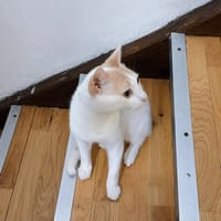 Atlas, chat à adopter