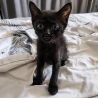 Bambette, chatte à adopter