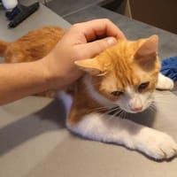 Henri, chat à adopter