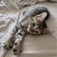 Bouboule, chatte à adopter
