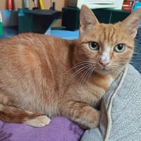 Nana, chatte à adopter