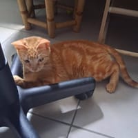 Roxy, chatte à adopter
