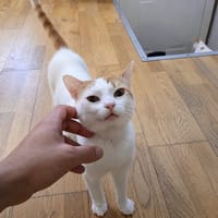 Jeff, chat à adopter