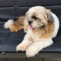 So unglücklich! Marco, Hund zur Adoption