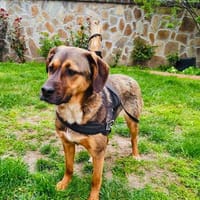 Buck ein toller Familienhund, Hund zur Adoption