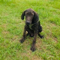 Bently einfach nur toll, Hund zur Adoption