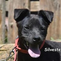 SILVESTER, Hund zur Adoption