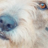 Tilly mit den schiefen Ohren, Hündin zur Adoption